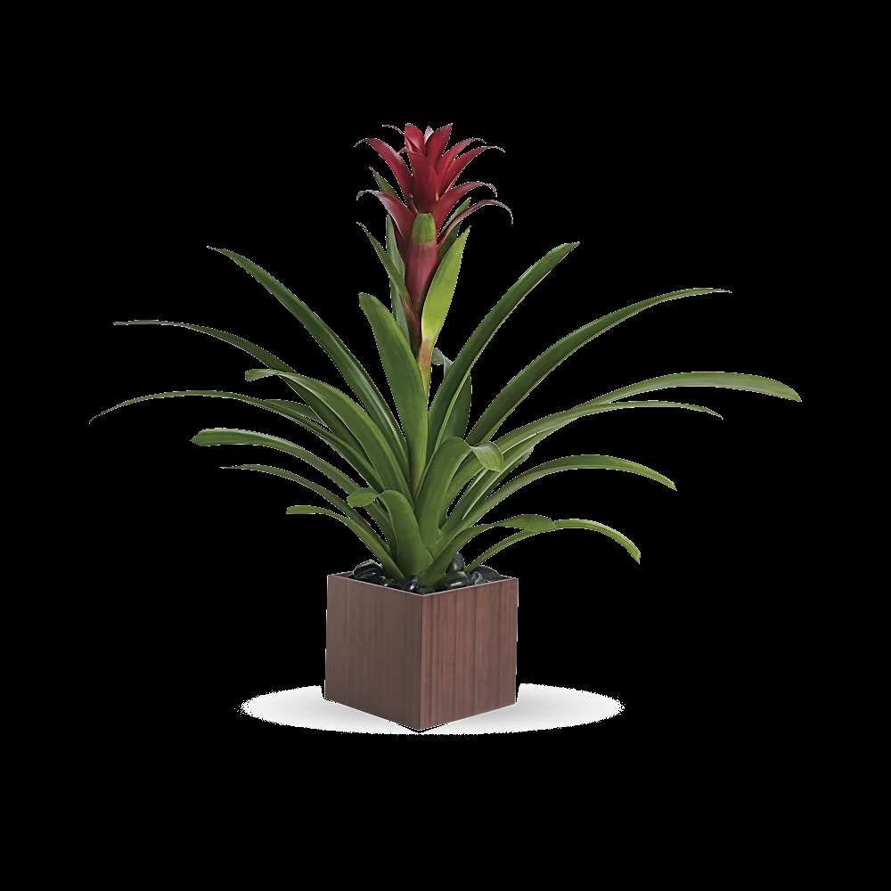 Teleflora's Bromeliad Beauty