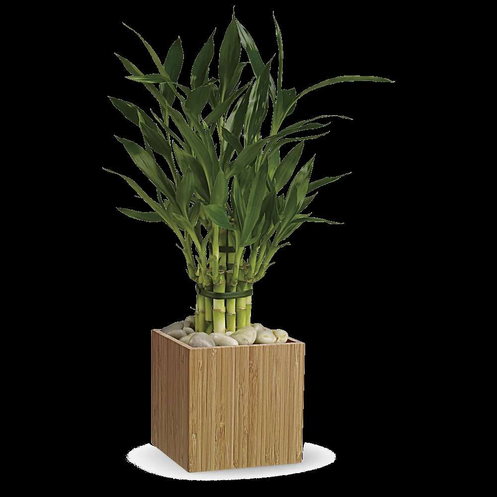 Teleflora's Good Luck Bamboo