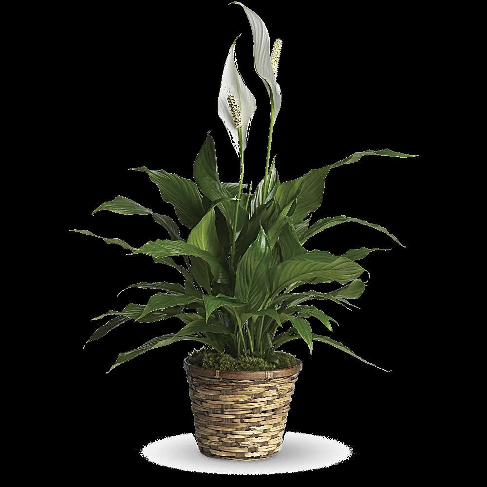 We deliver green plants - they are excellent feng shui for a home or office