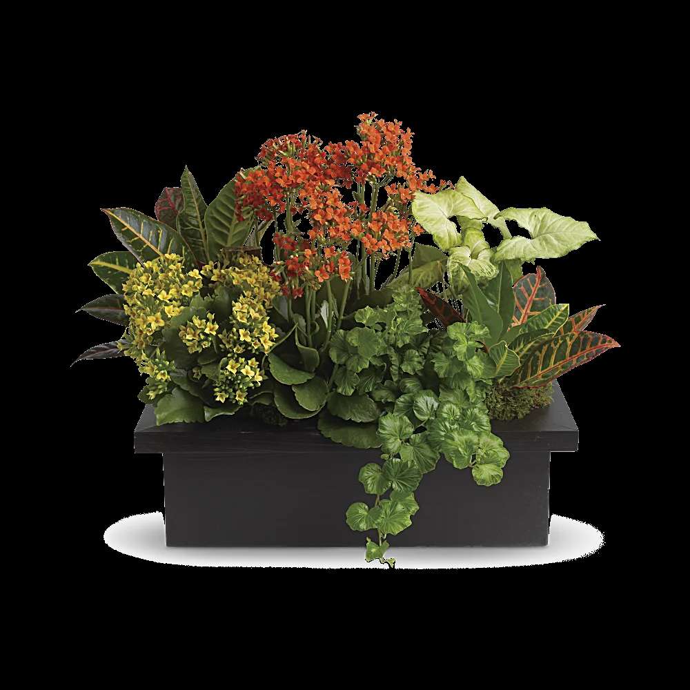 Stylish Plant Assortment