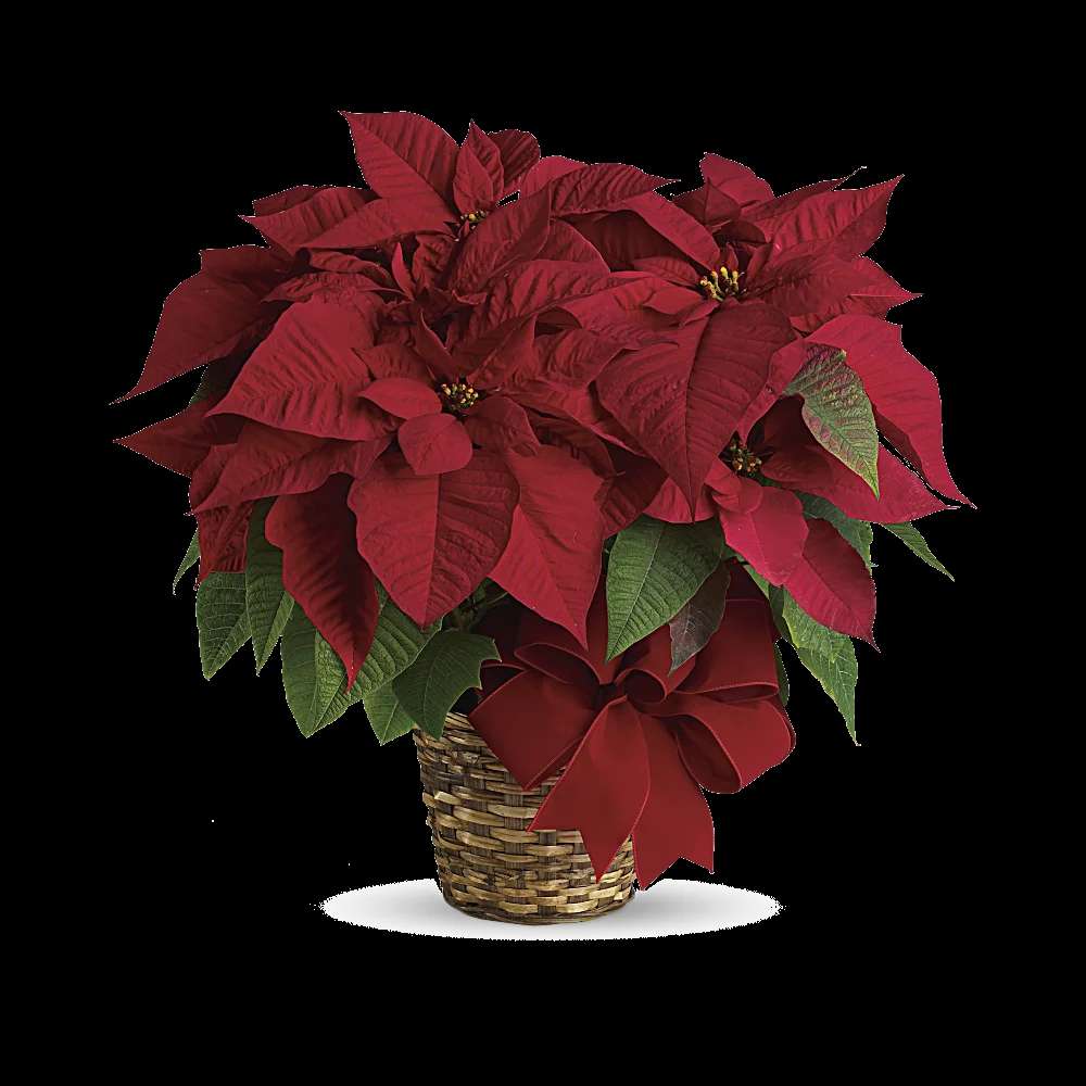 Red Poinsettia