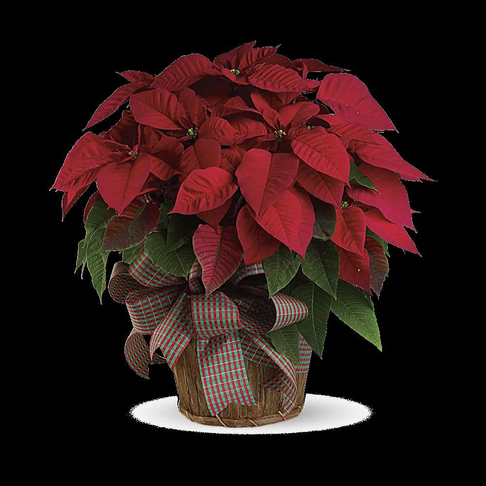Large Red Poinsettia