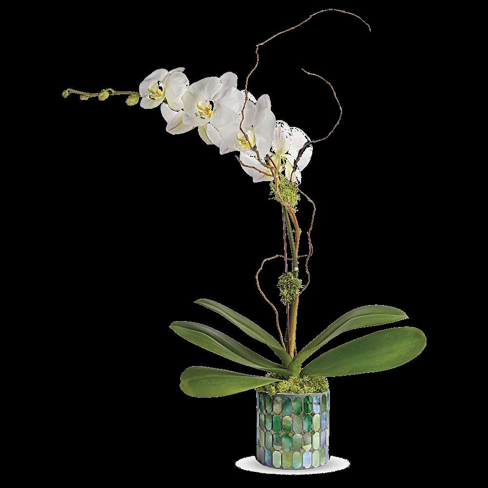 Teleflora's Stained Glass Orchid
