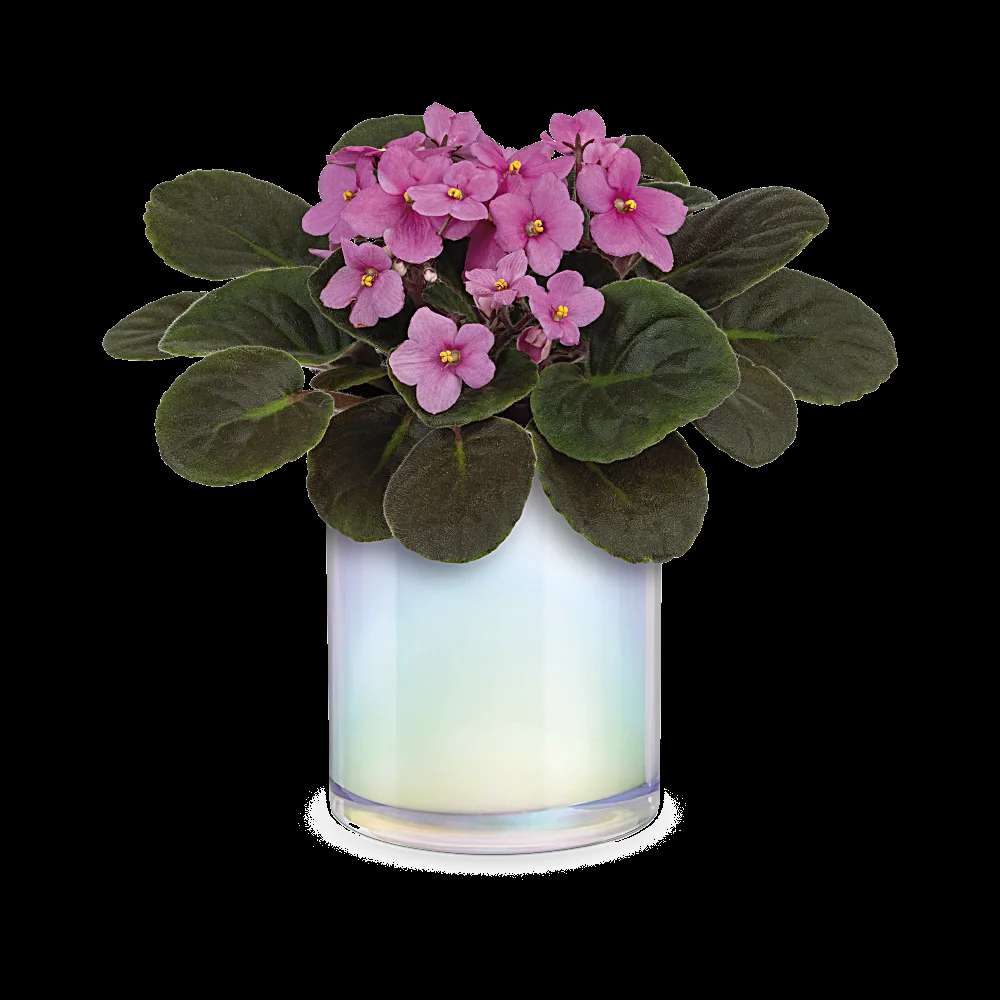 Teleflora's Luminous Leaves Plant