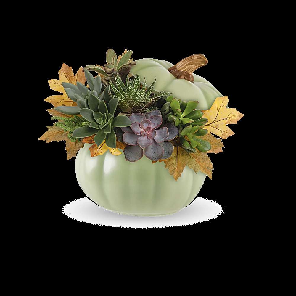 Teleflora's Sage Pumpkin Succulent Garden