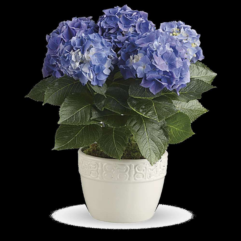 Happy Hydrangea - Blue