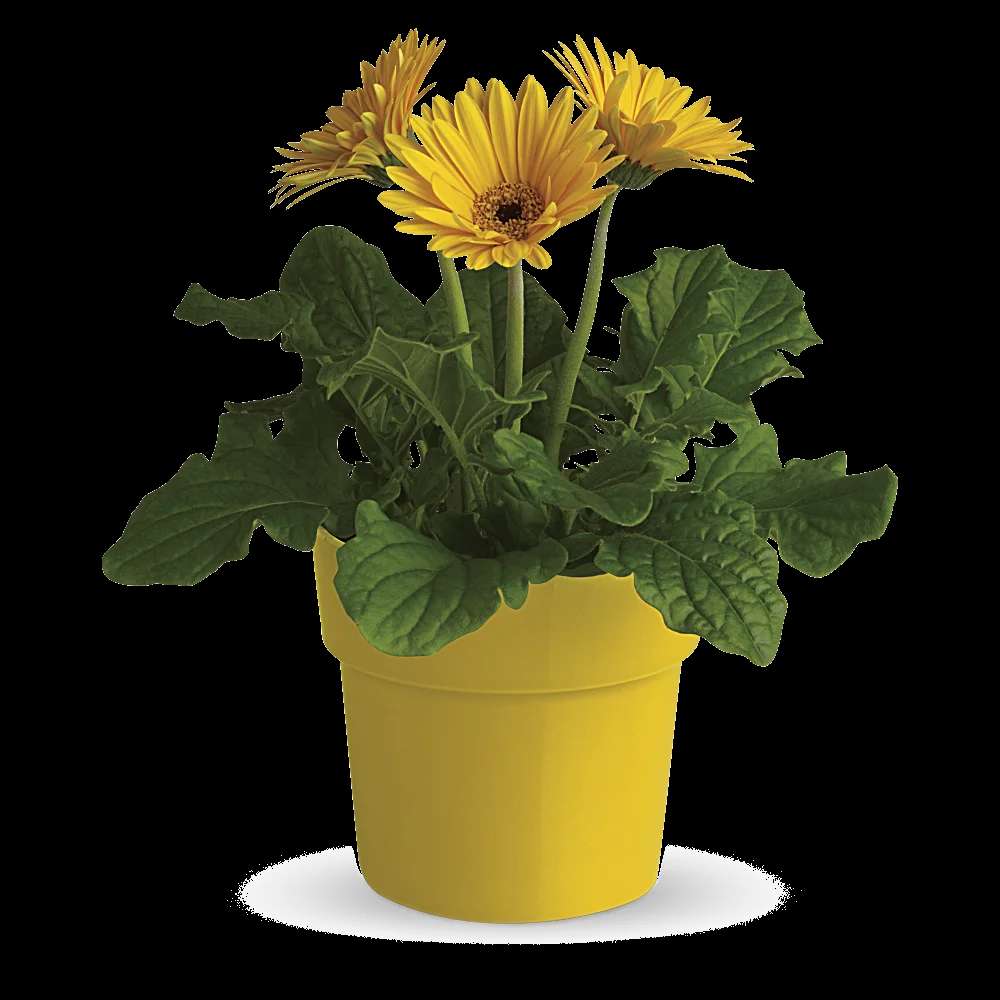 Rainbow Rays Potted Gerbera - Yellow