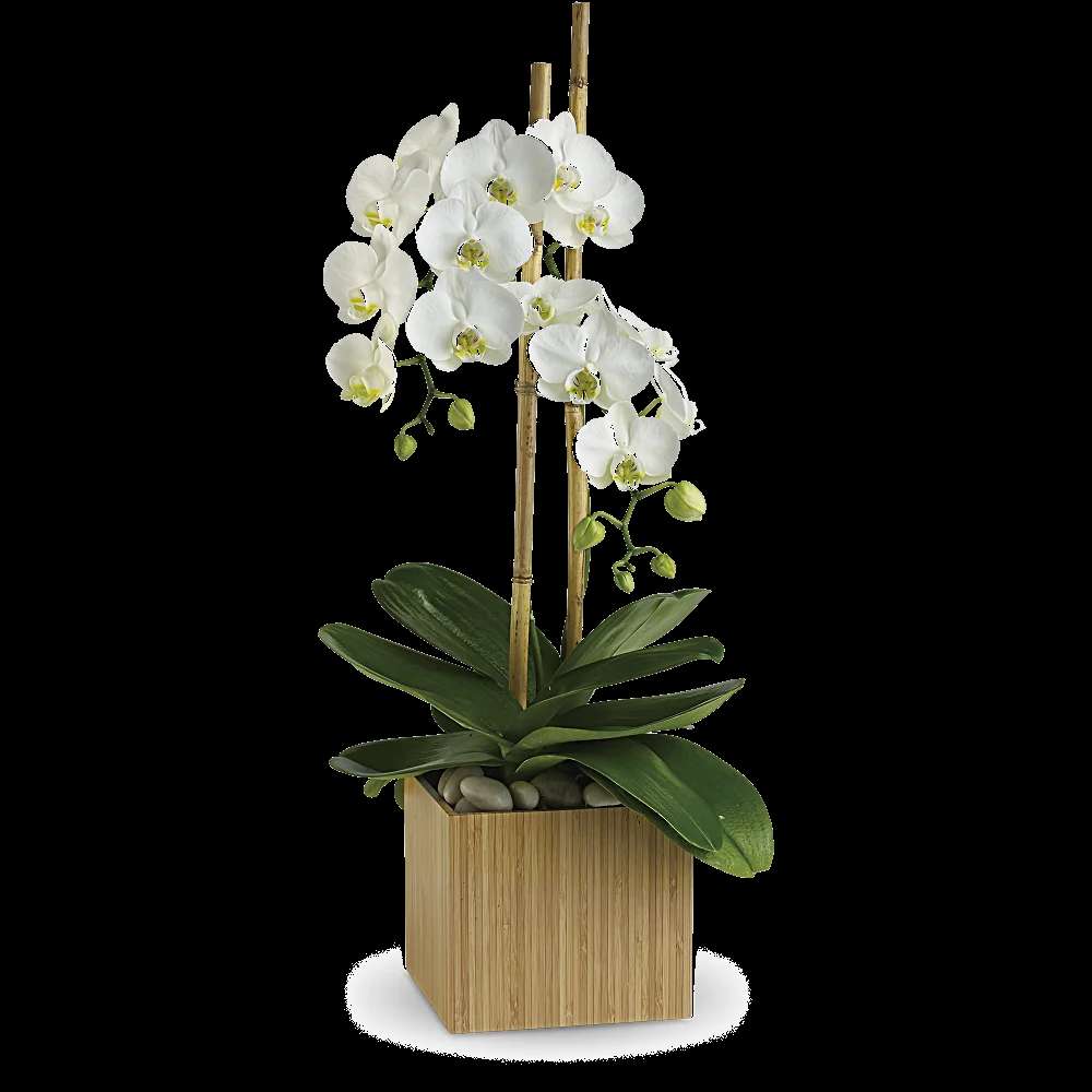 Teleflora's Opulent Orchids