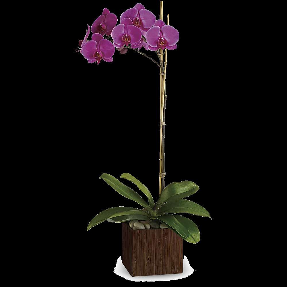 Teleflora's Sublime Orchid
