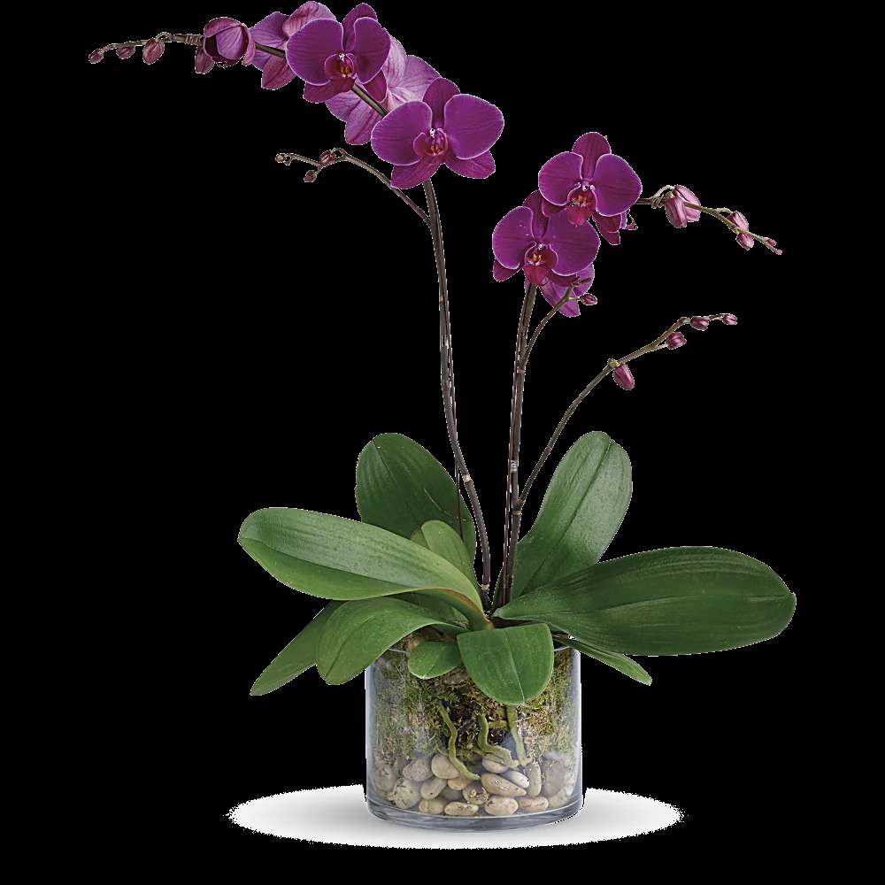 Glorious Gratitude Orchid