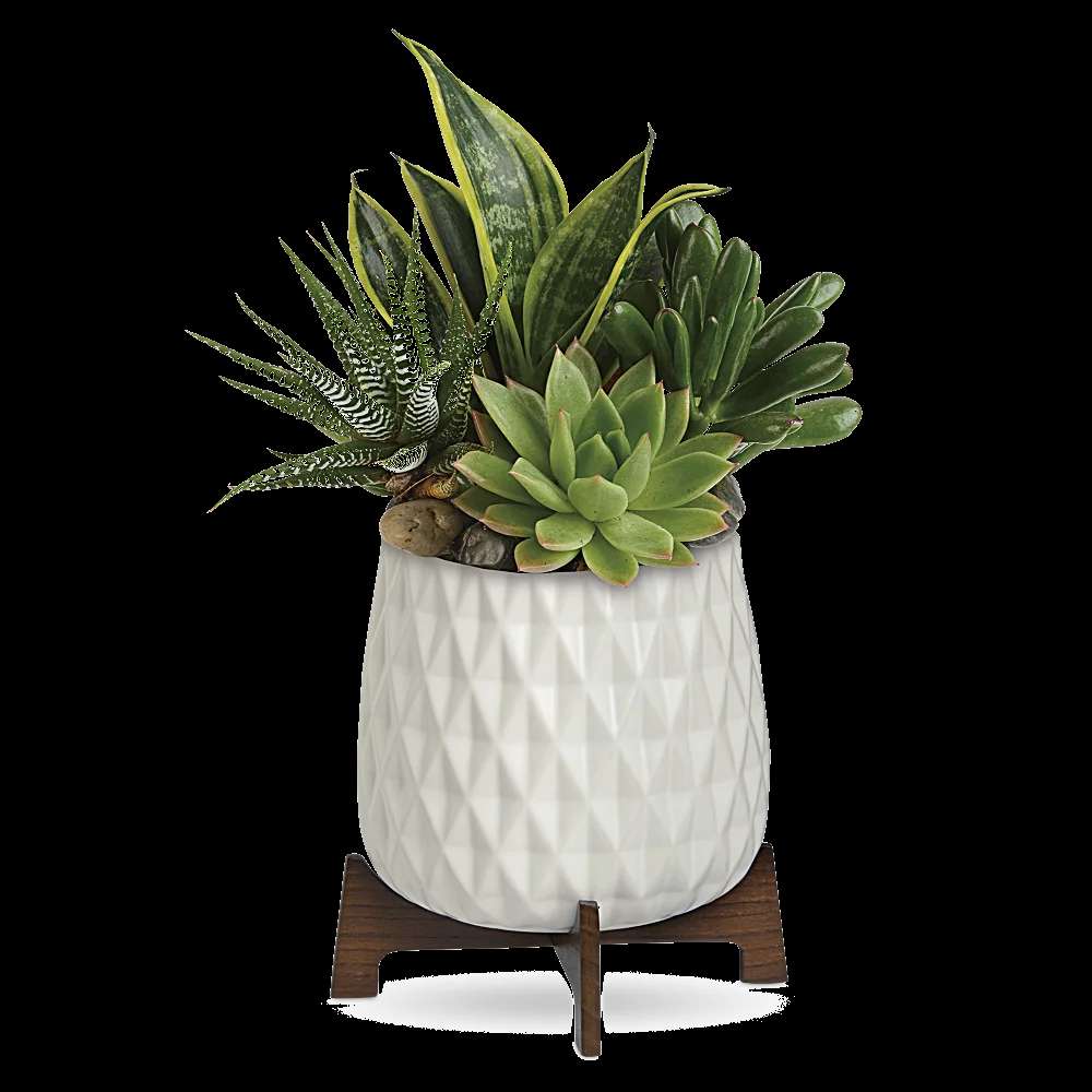 Teleflora's Modern Mood Succulent Garden