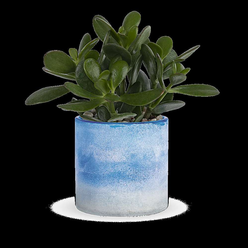 Teleflora's Sky Glass Jade Plant