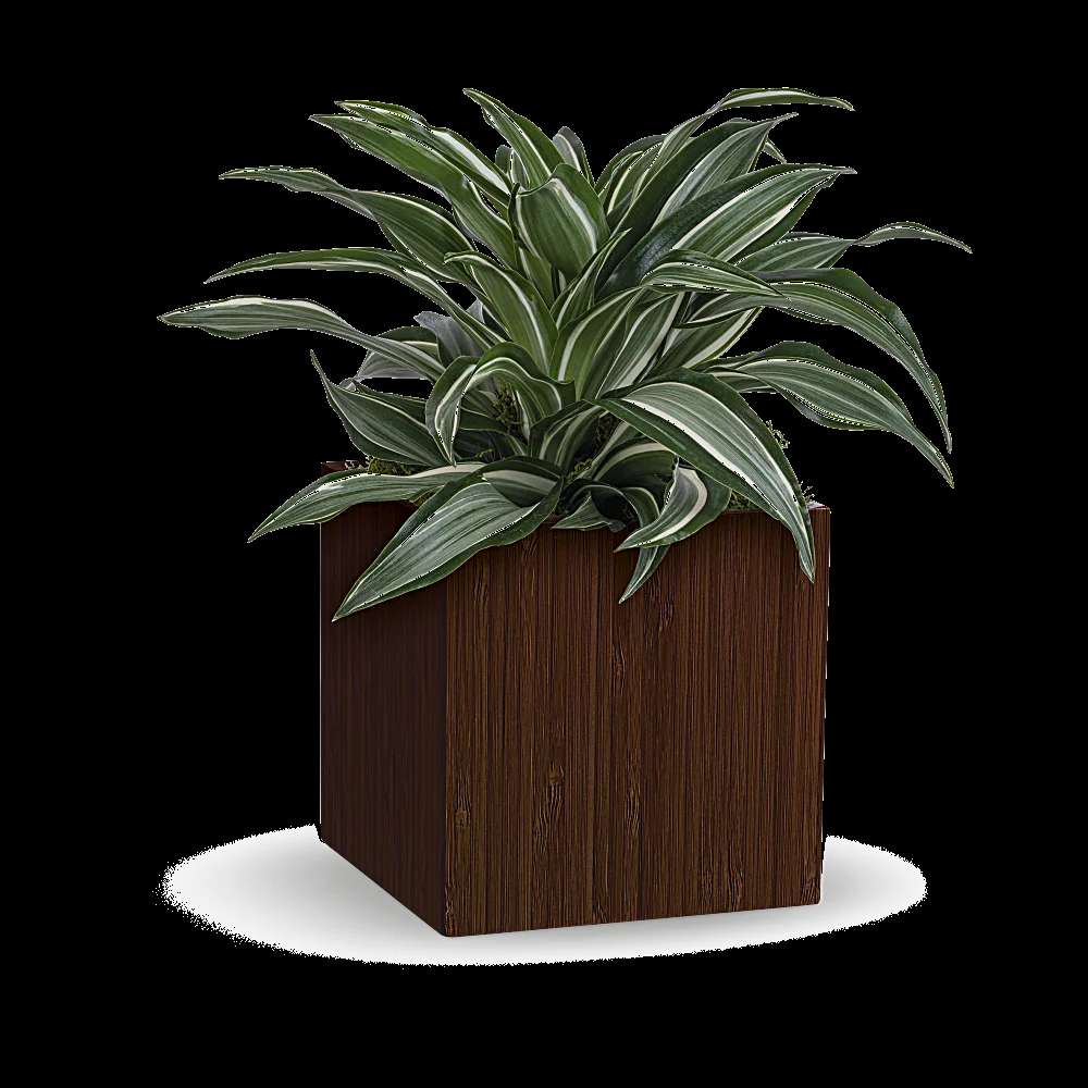 Teleflora's Soothing Dracaena