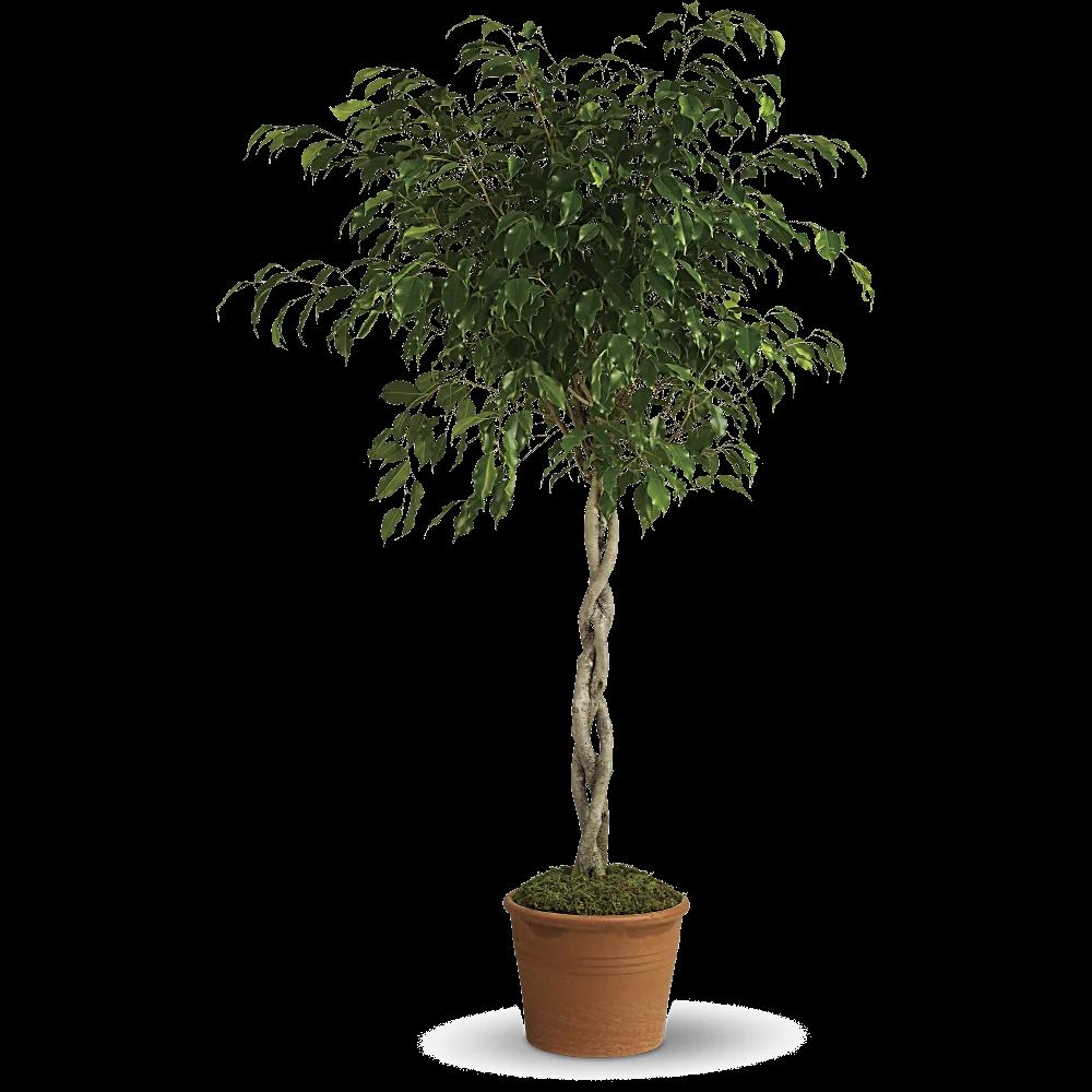 Towering Ficus