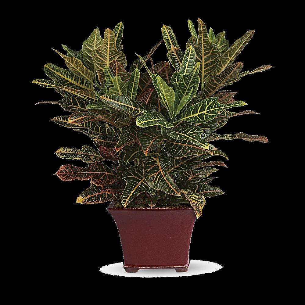 Stately Croton