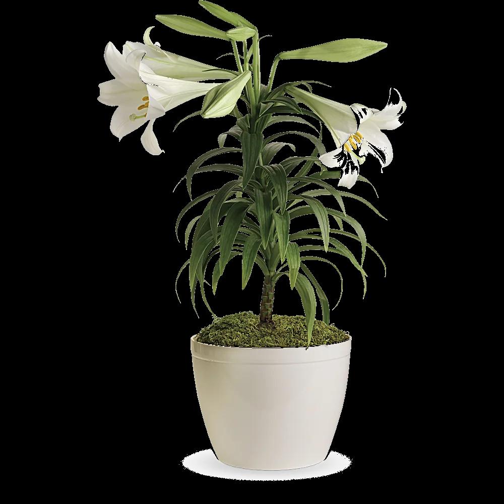 Easter Lily Plant