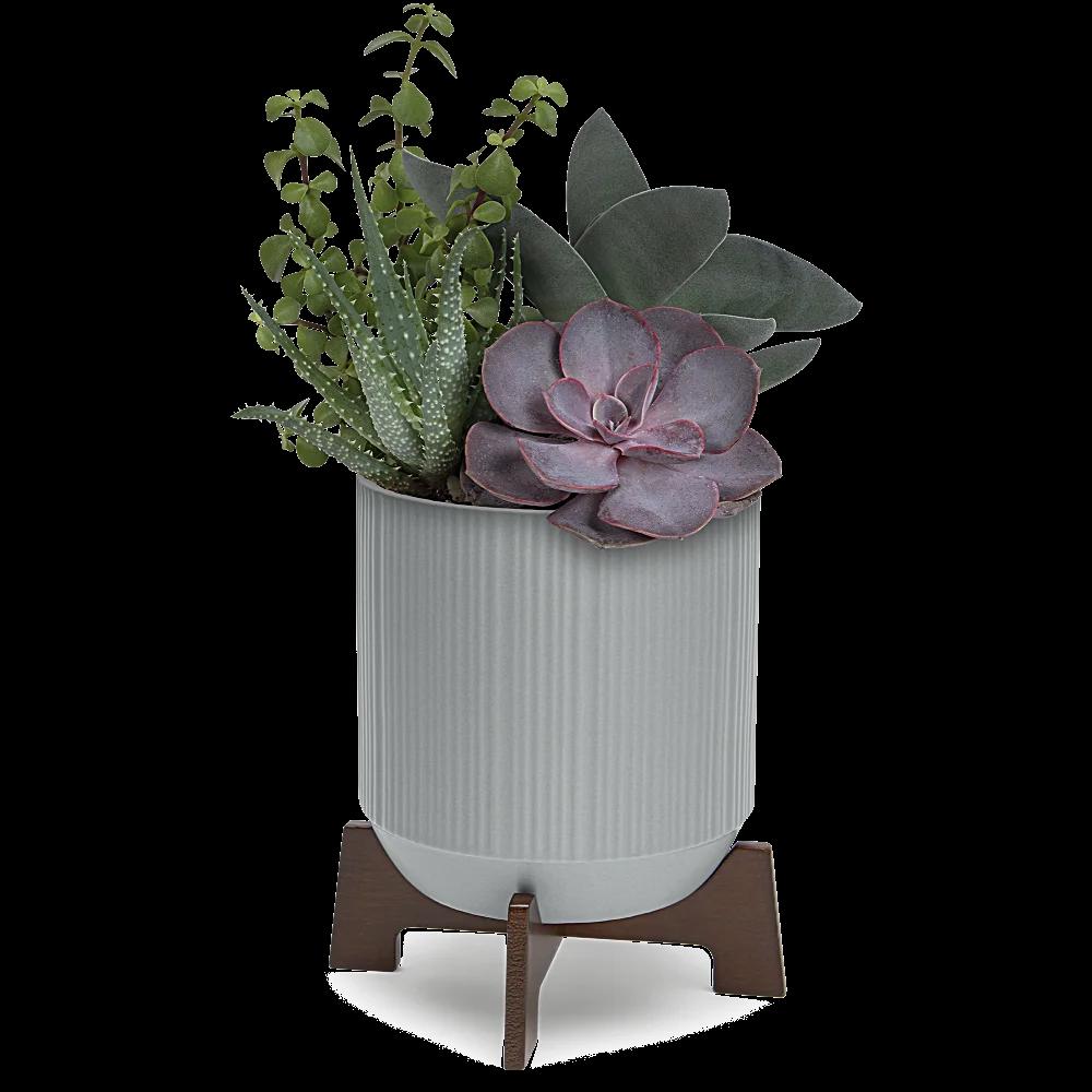 Teleflora's Mod Succulents