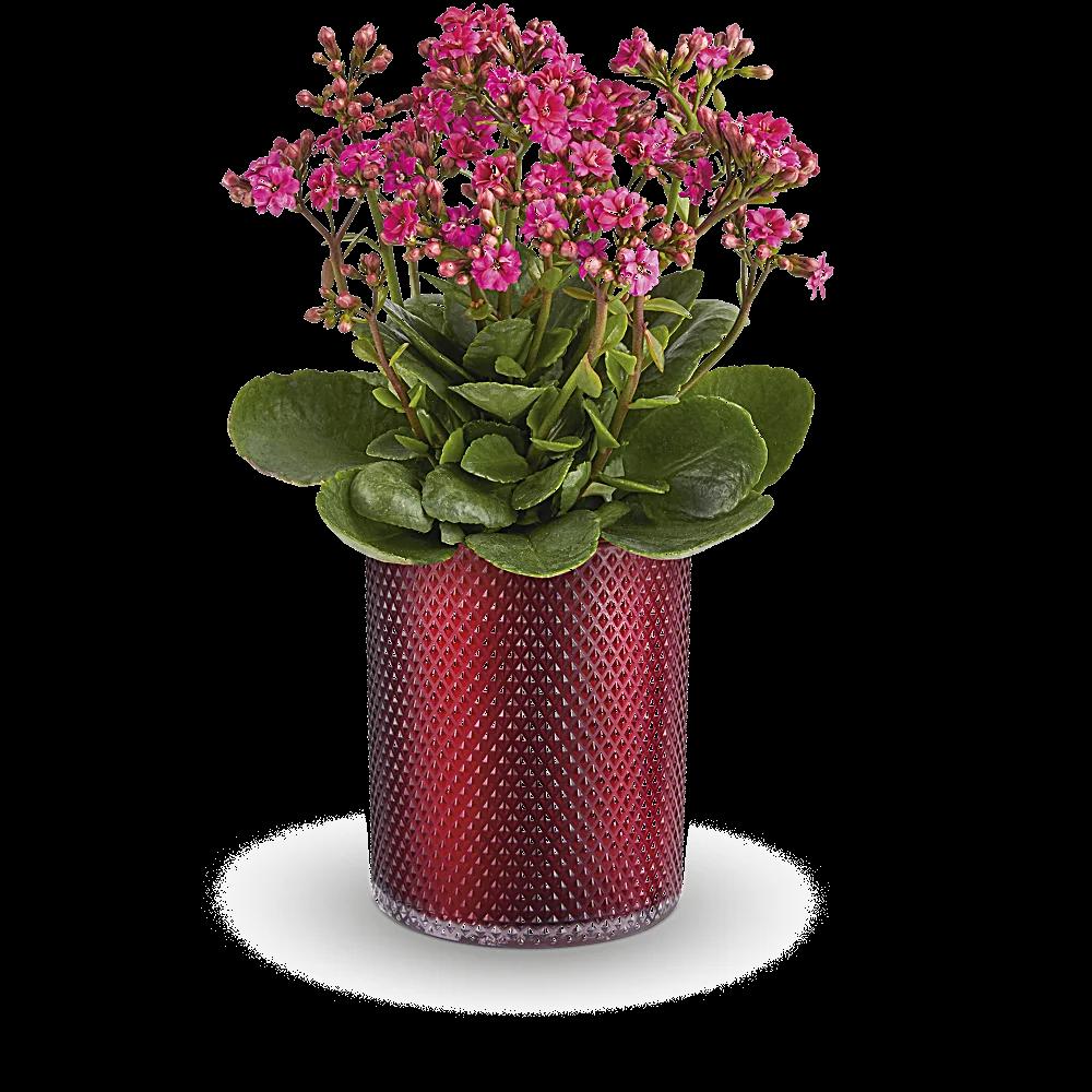 Teleflora's Lovely Kalanchoe Plant