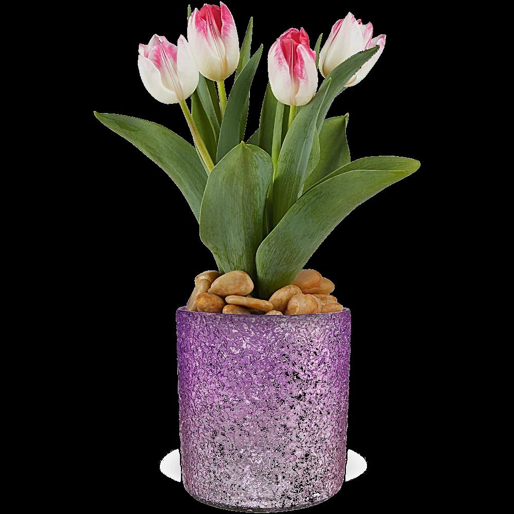 Teleflora's Dreamy Tulip Plant
