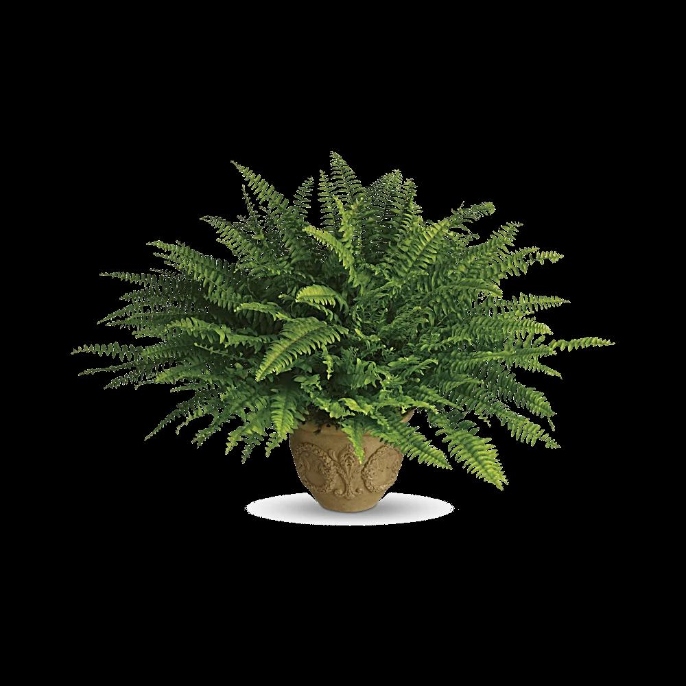 Teleflora's Heartwarming Thoughts Boston Fern
