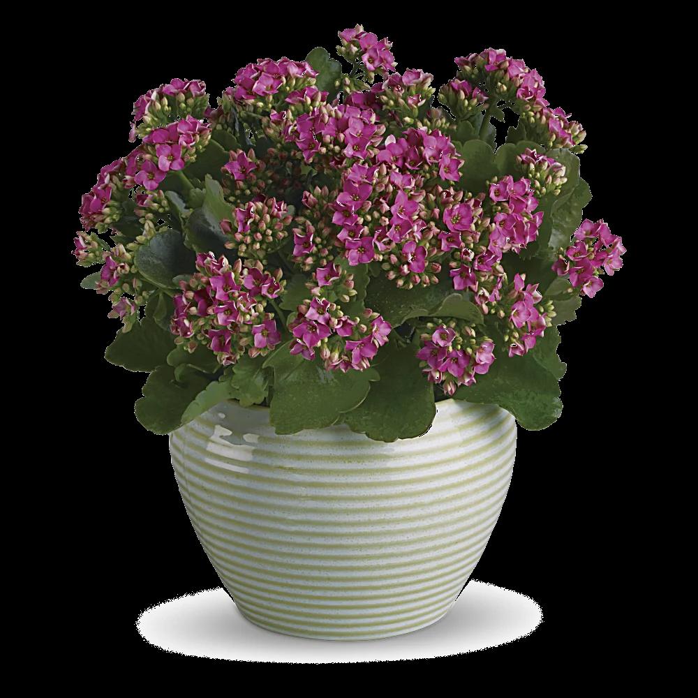 Bountiful Kalanchoe