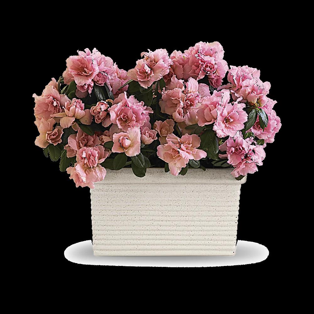 Sweet Azalea Delight