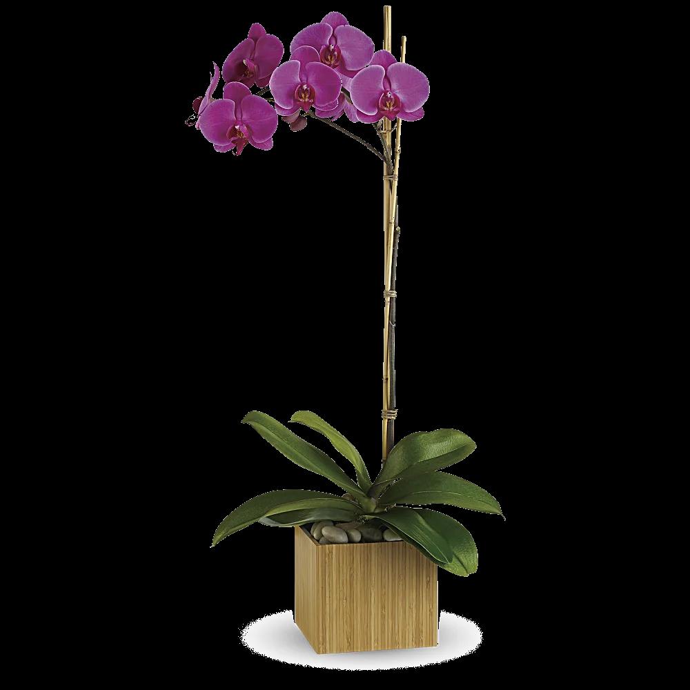 Teleflora's Imperial Purple Orchid