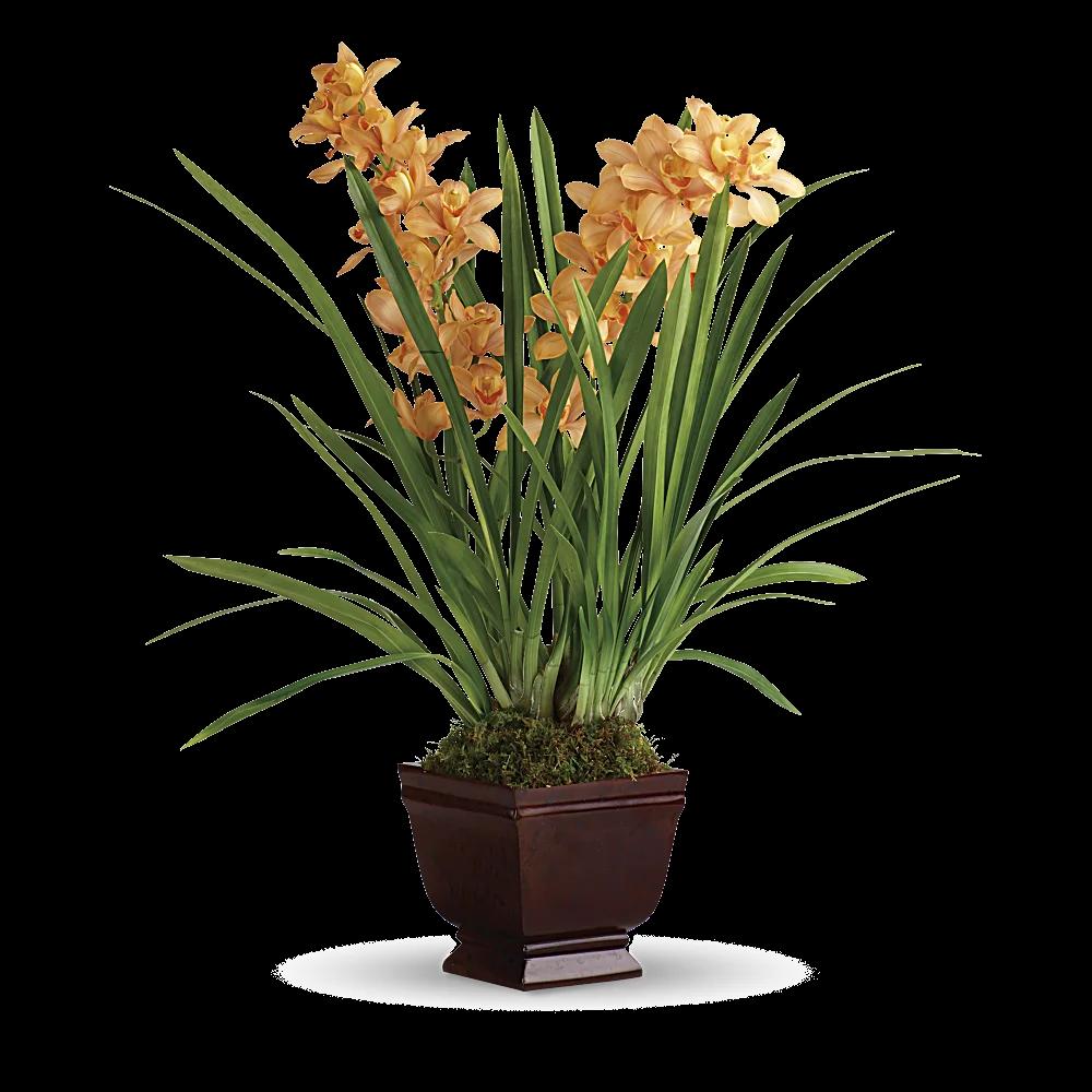 Teleflora's Regally Yours Orchid