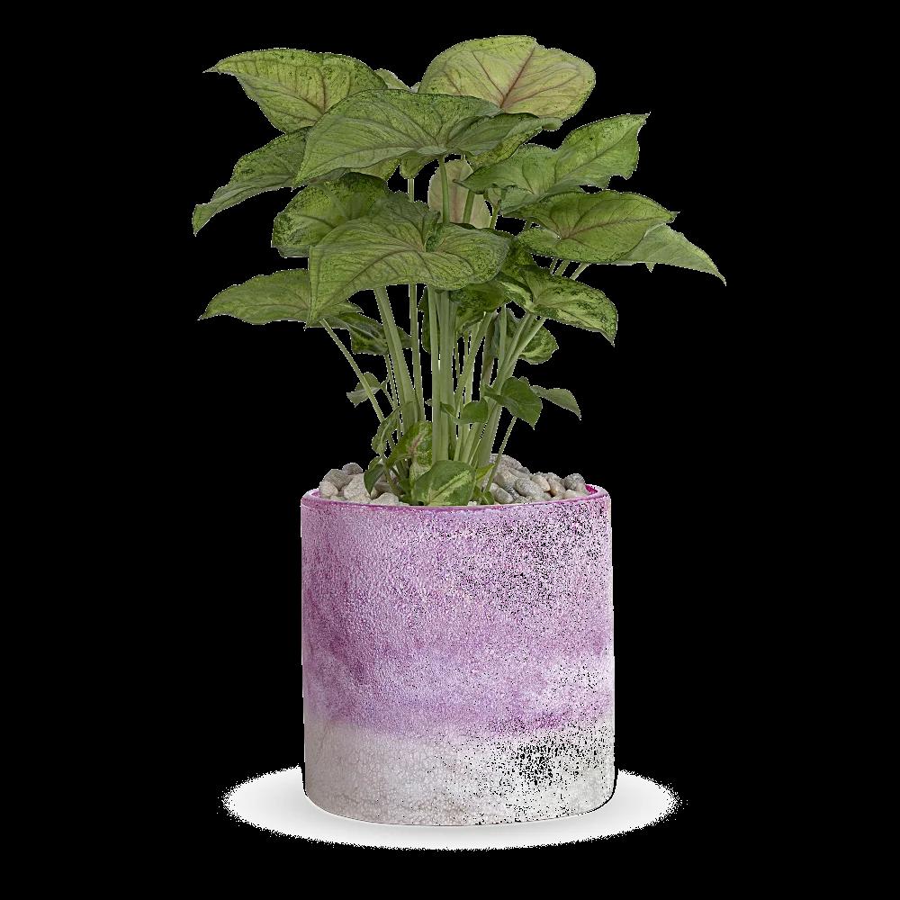 Teleflora's Lavender Frost Plant