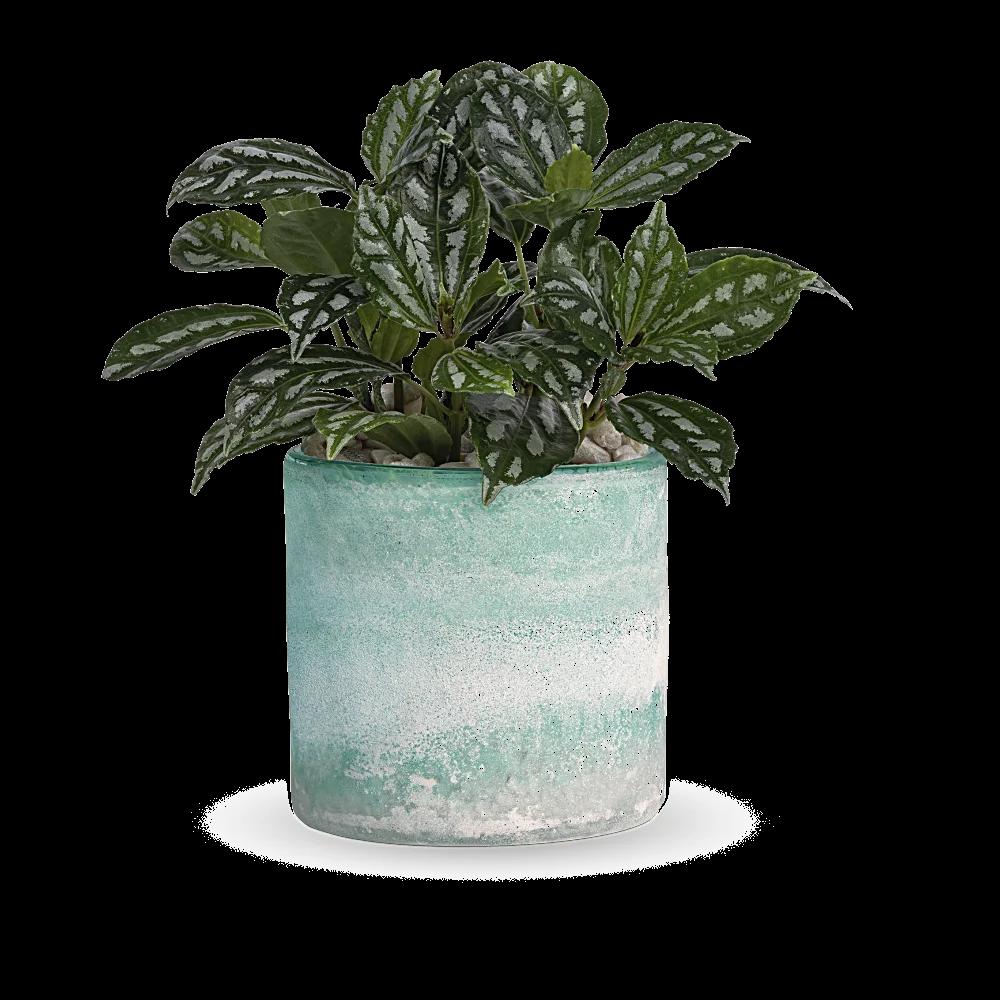 Teleflora's Seaside Mist Plant