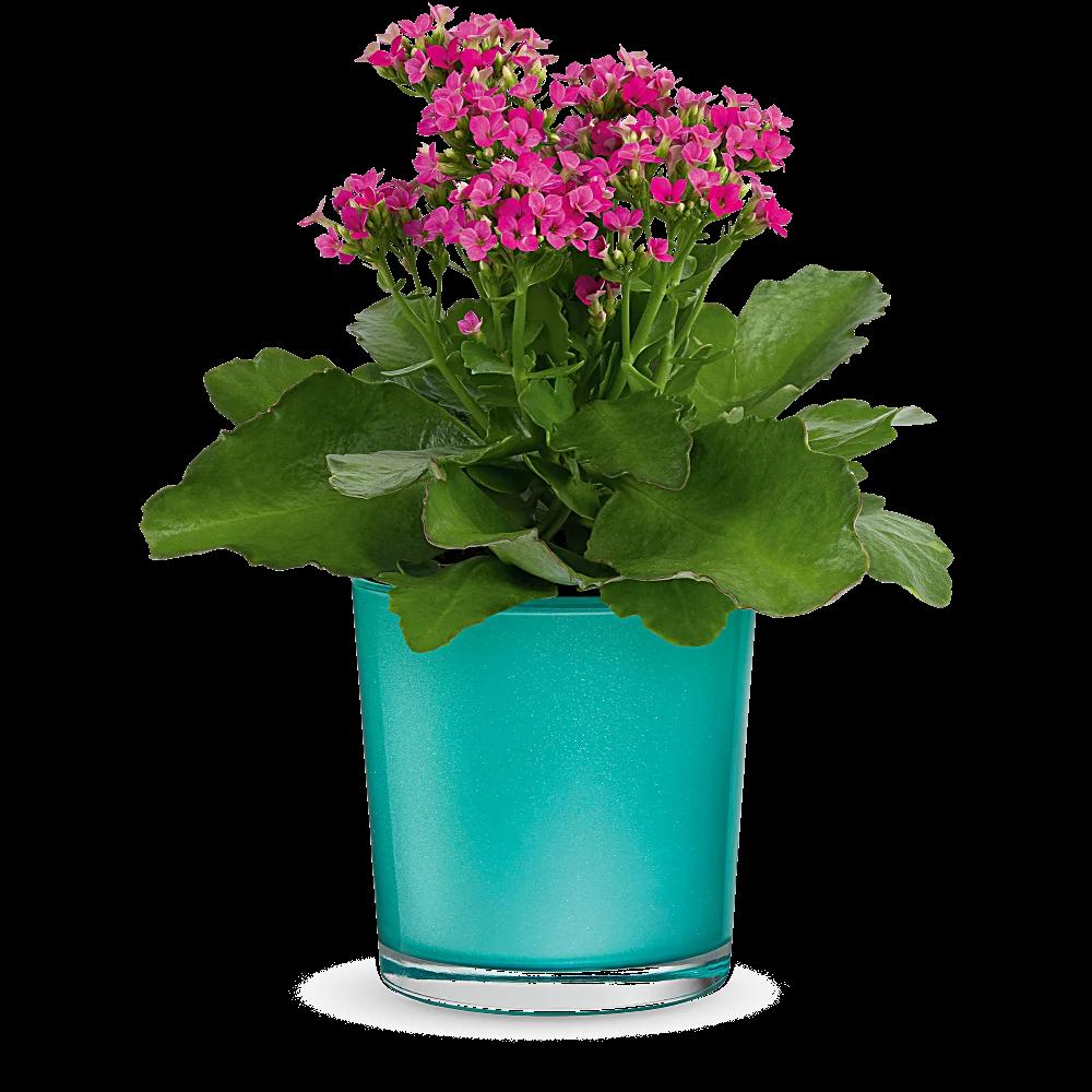 Teleflora's Shimmering Aqua Plant