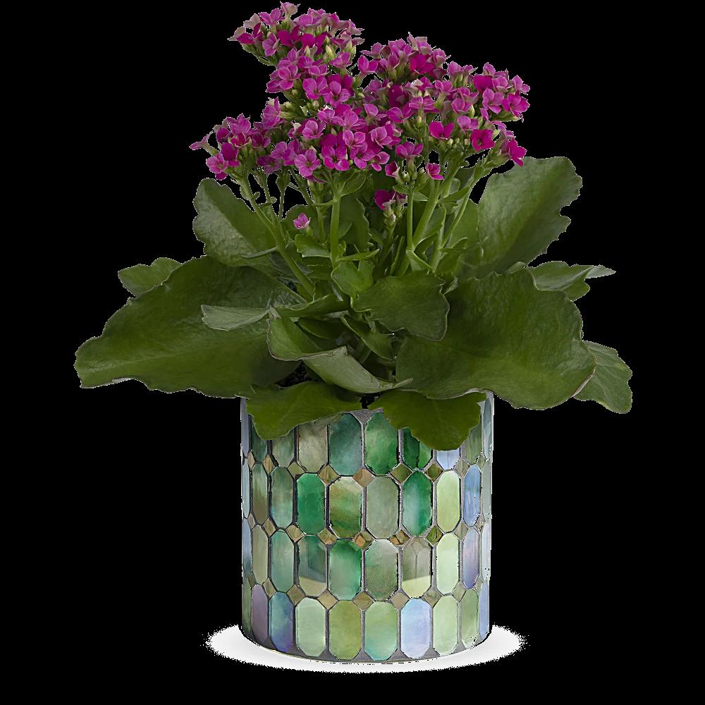 Teleflora's Memorable Mosaic Plant