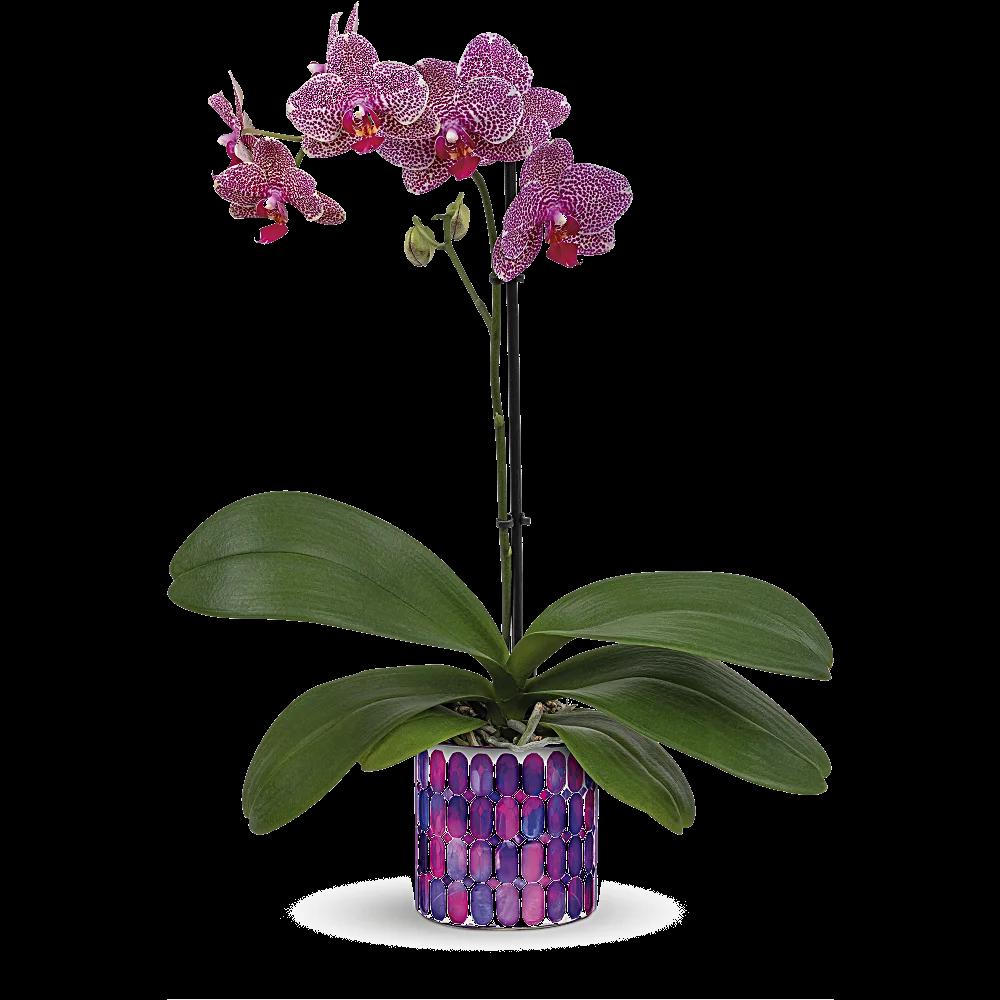 Teleflora's Jewel Shine Orchid