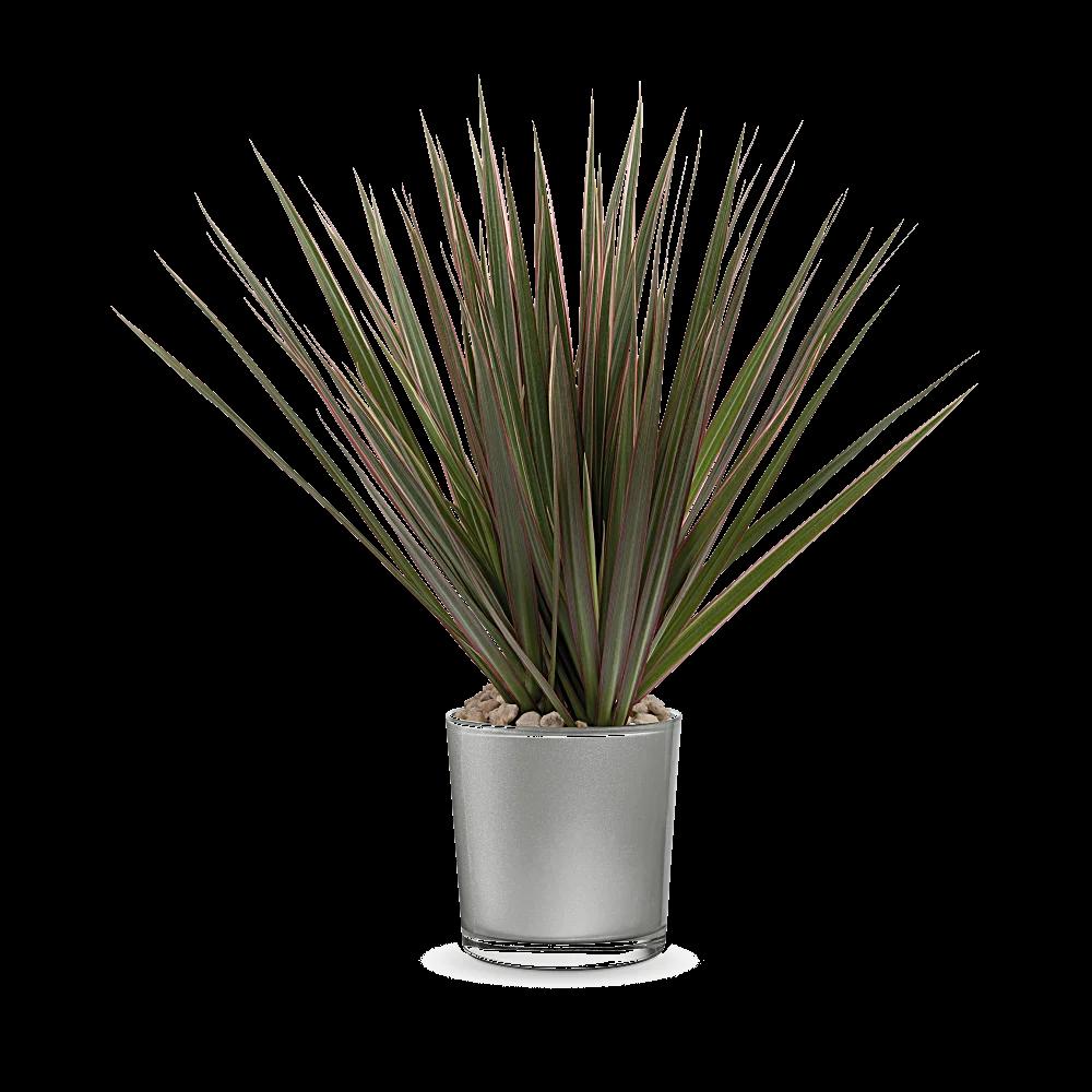 Teleflora's Moonstone Dracaena