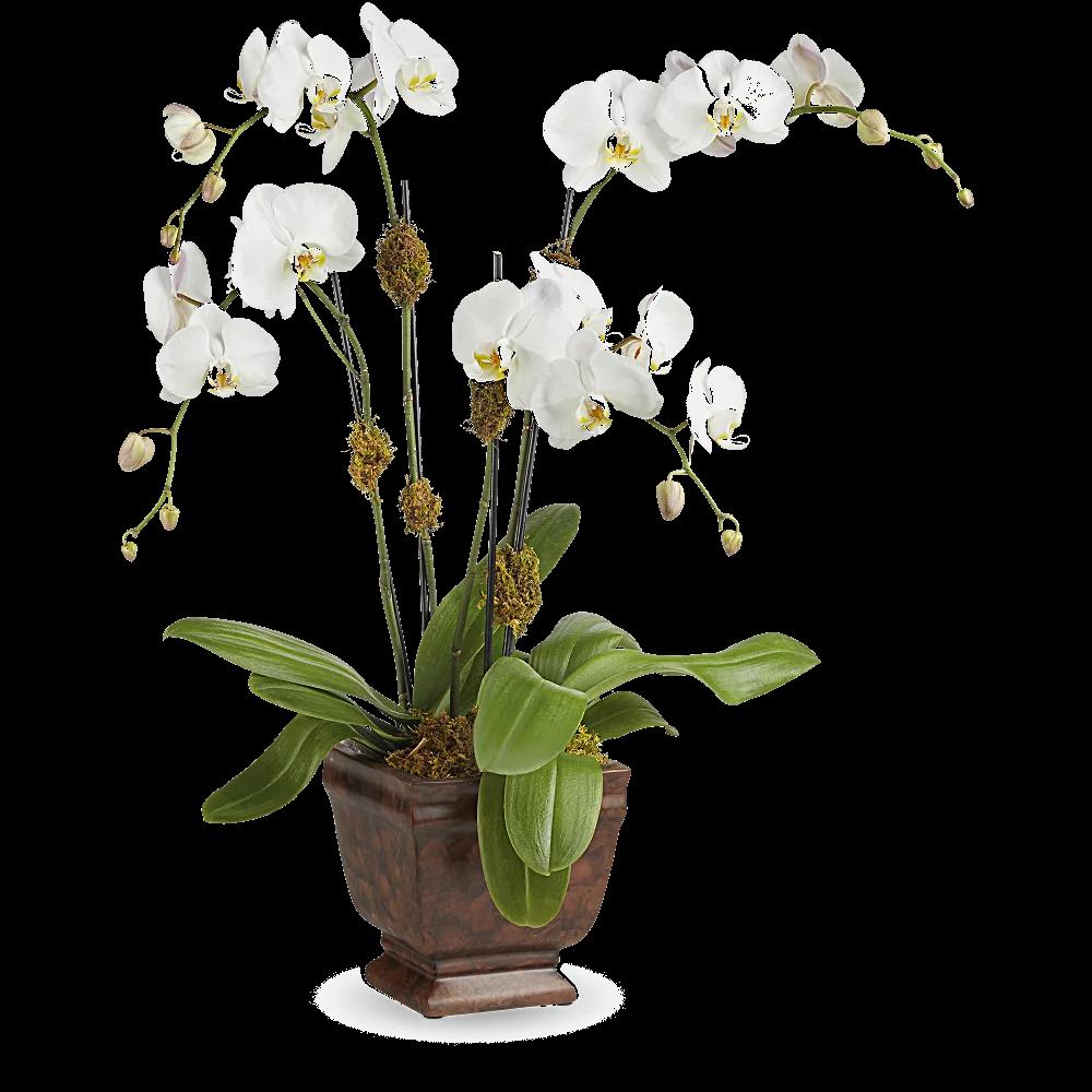 Teleflora's Blossoming Orchid Plant